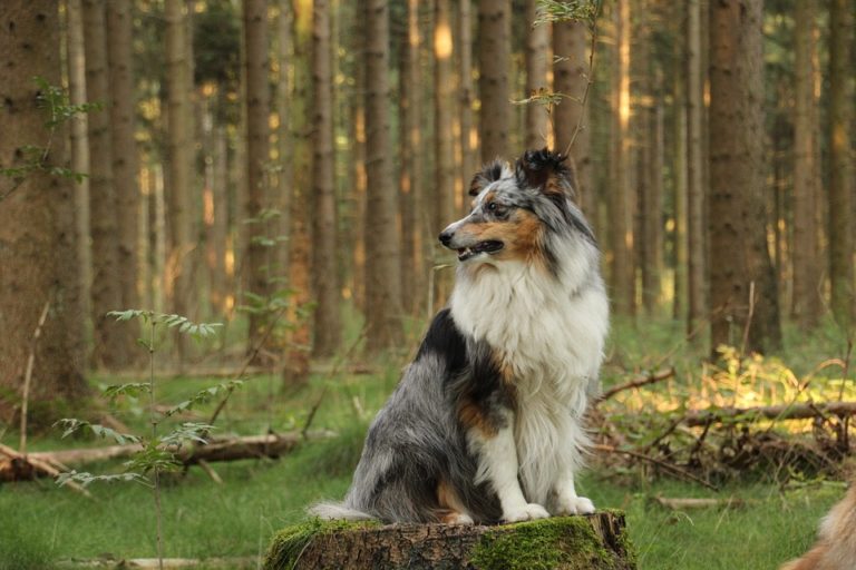 shetland sheepdog