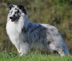 bi blue sheltie