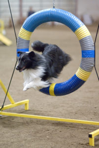 bi black sheltie