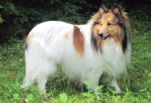 color headed white sheltie