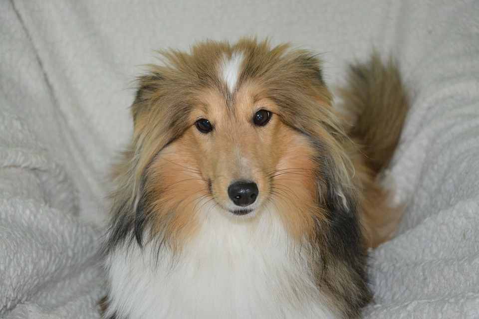 sheltie