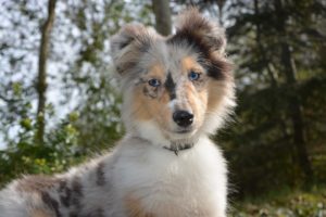 Some Facts About Shelties