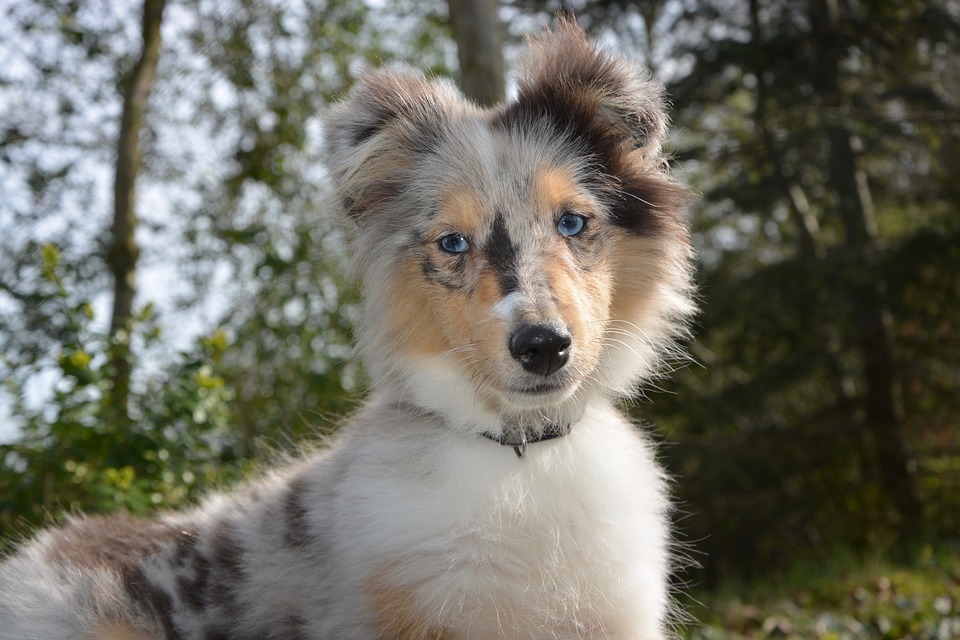 sheltie