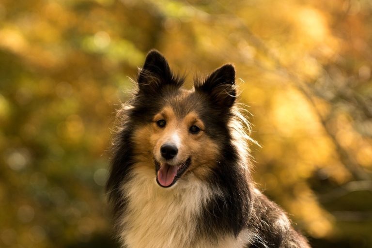 Dark best sale sable sheltie