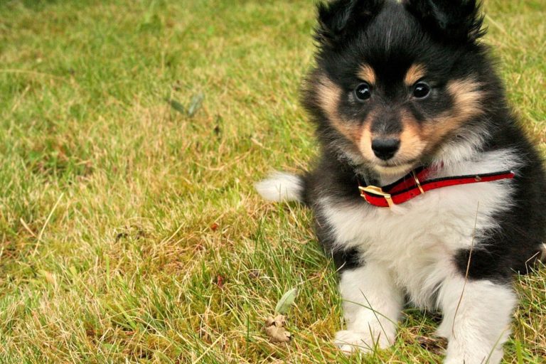 shetland sheepdog