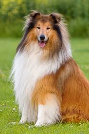 sable sheltie