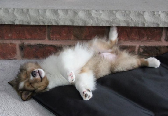 Sheltie laying on it's back