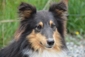 tri color sheltie