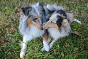 two blue merle shelties