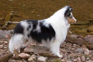 white factored sheltie