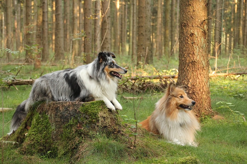 Two Shelties Relaxing