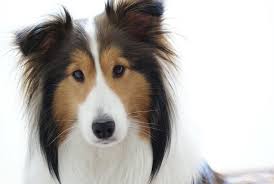 Shetland Sheepdog