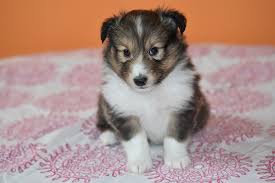 A Sheltie Puppy Sitting On A Bed