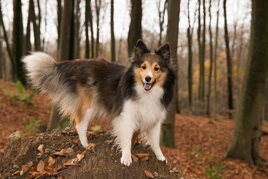 A Sheltie in the forest